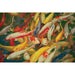 Koi Printed Canvas Painting - Time 2 Sleep (West Covina, CA)